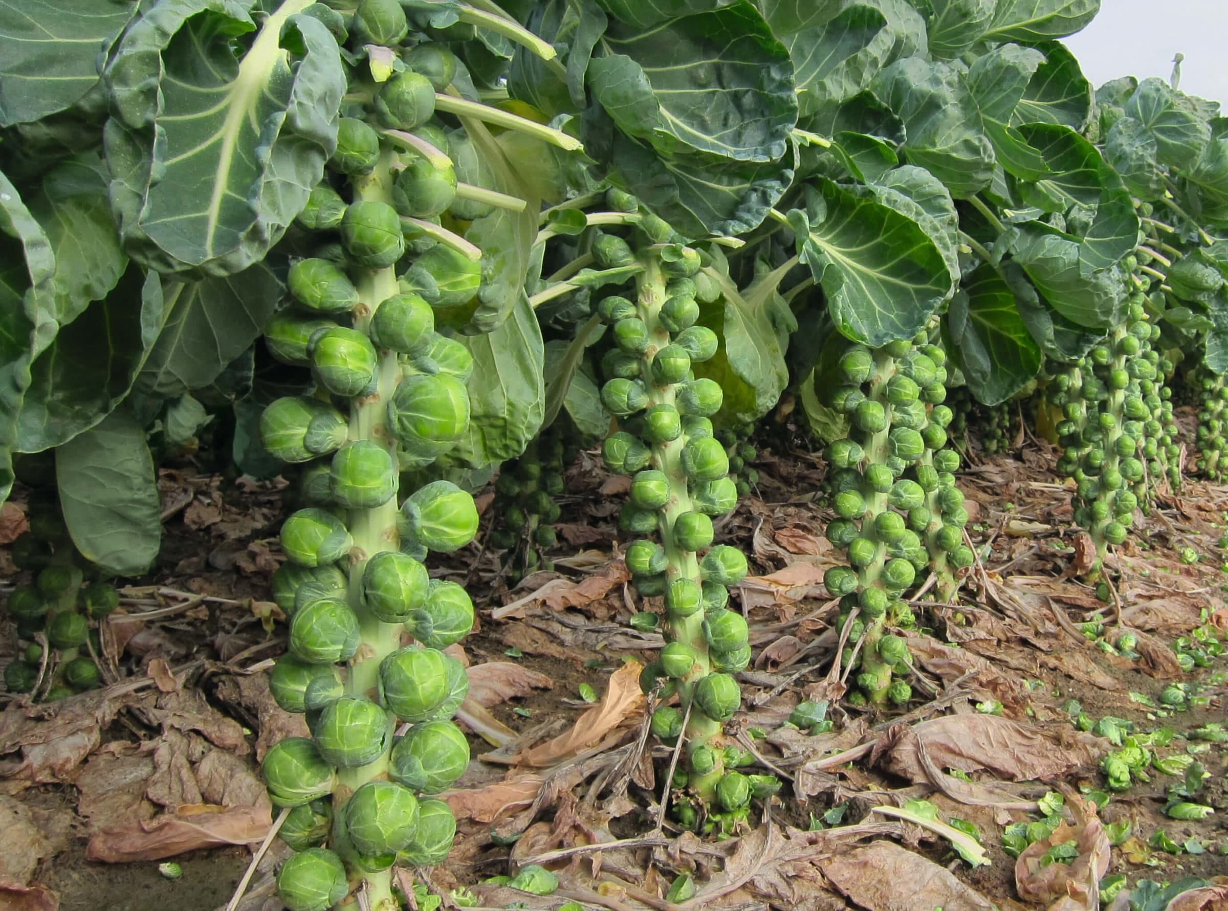 Brussels sprouts