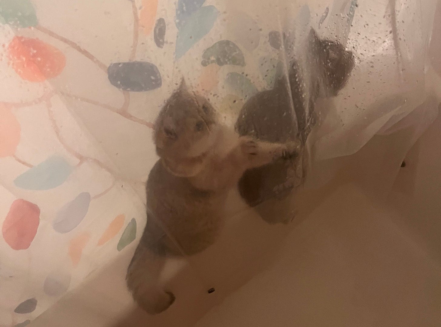 A photo from inside the shower, showing the two cats on the edge of the bathtub through the shower curtain. They are curious. A photo from inside the shower, showing the two cats on the edge of the bathtub through the shower curtain. They are curious.