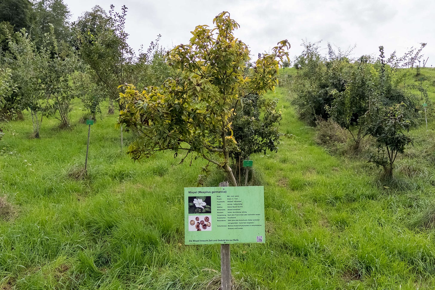 Mispel-Sträucher stehen in der Wildobst-Sammlung in Reih und Glied.