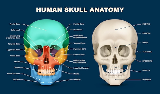 Cranial Bones Skull Diagram Images - Free Download on Freepik
