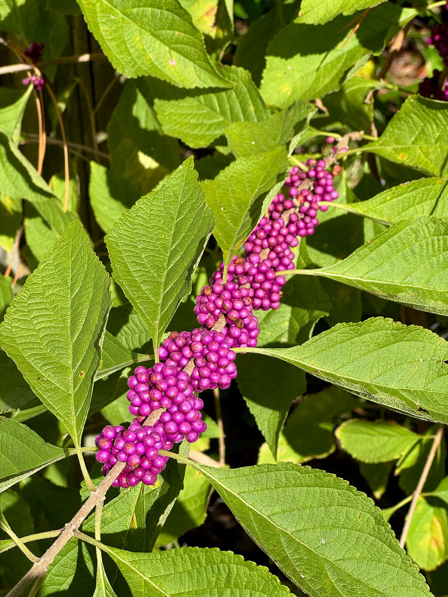 A cluster of bright purple beautyberries surrounded by lime green leaves