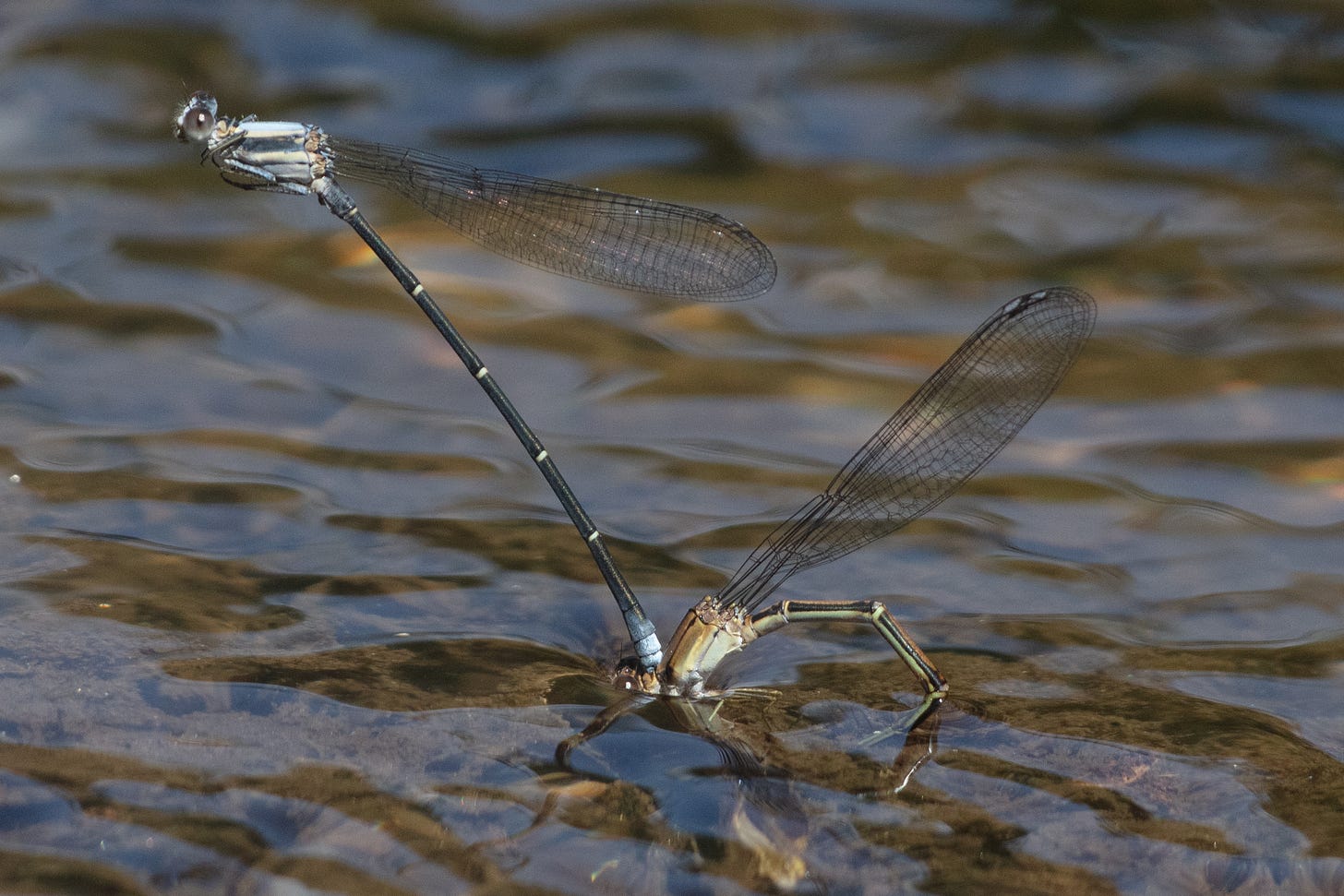 Two damselflies mating on the surface of the water, one with a pale blue thorax and blue tip of tail which is clamped near the head of the other, whose thorax is amber brown.