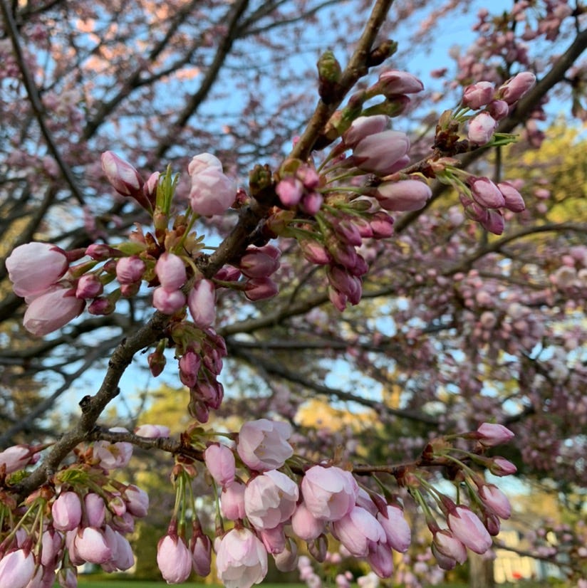 Encontros na terra da árvore de bordo