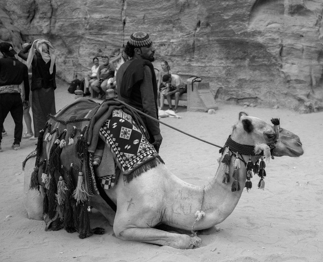 a person riding a camel