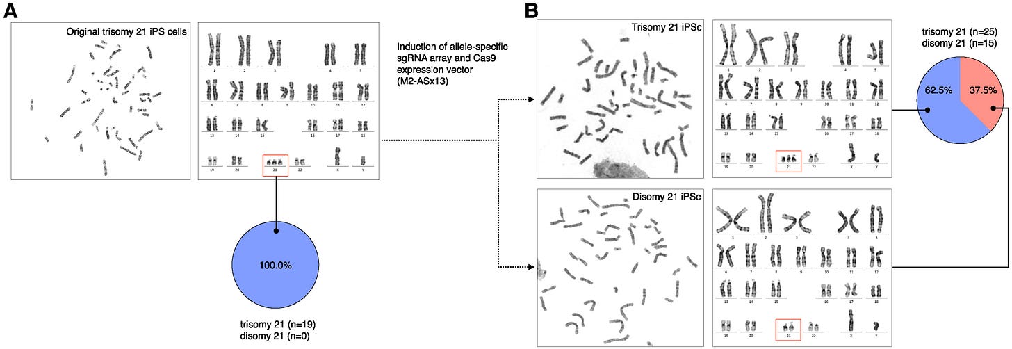 Metaphase karyotype analysis using microscopy before and after treating iPS cells with the M2-AS × 13 vector. A) Metaphase capture of G-banding and karyogram of the original trisomy 21 iPS cell line. The cells show karyotypes of 47,XY,+21 in 19 (100%) out of 19 metaphases. B) Representative snapshots of metaphase after M2-AS × 13 treatment on the original trisomy 21 cells. These show karyotypes of 47,XY,+21 in 25 (62.5%) and those of 46,XY in 15 (37.5%) of 40 metaphases. G-banding analysis did not detect any apparent structural variants or additional numerical chromosomal abnormalities. Metaphase karyotype analysis using microscopy before and after treating iPS cells with the M2-AS × 13 vector. A) Metaphase capture of G-banding and karyogram of the original trisomy 21 iPS cell line. The cells show karyotypes of 47,XY,+21 in 19 (100%) out of 19 metaphases. B) Representative snapshots of metaphase after M2-AS × 13 treatment on the original trisomy 21 cells. These show karyotypes of 47,XY,+21 in 25 (62.5%) and those of 46,XY in 15 (37.5%) of 40 metaphases. G-banding analysis did not detect any apparent structural variants or additional numerical chromosomal abnormalities.