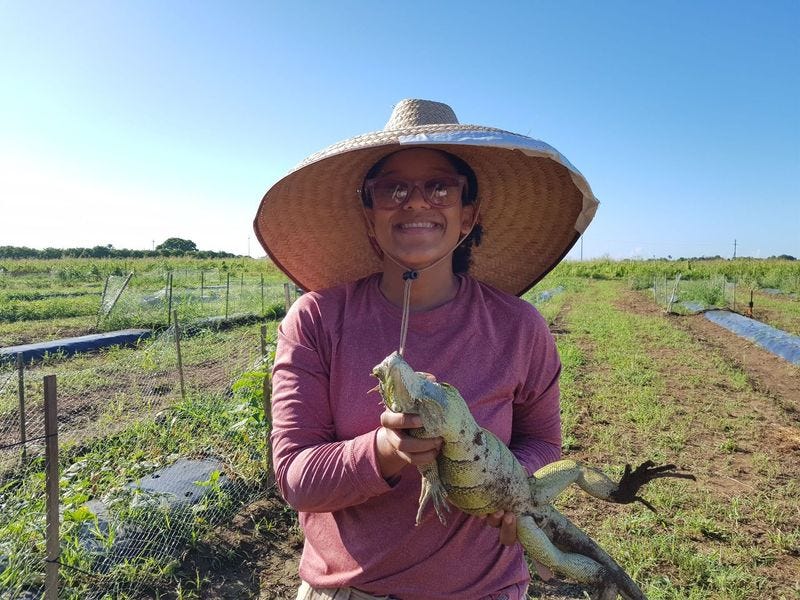 Christina_iguana_big_hat.jpg Christina_iguana_big_hat.jpg