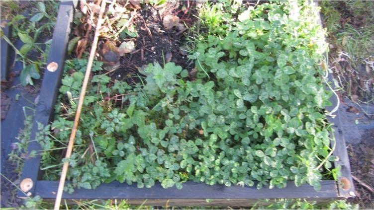 A close-up of a plant

AI-generated content may be incorrect.