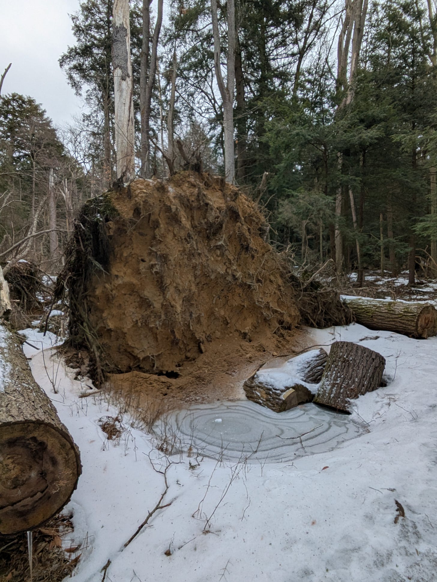 A wall of roots formed by a fallen tree stands behind a frozen pool of water. The water has rings in it, as if a stone was tossed in and it was frozen in time.