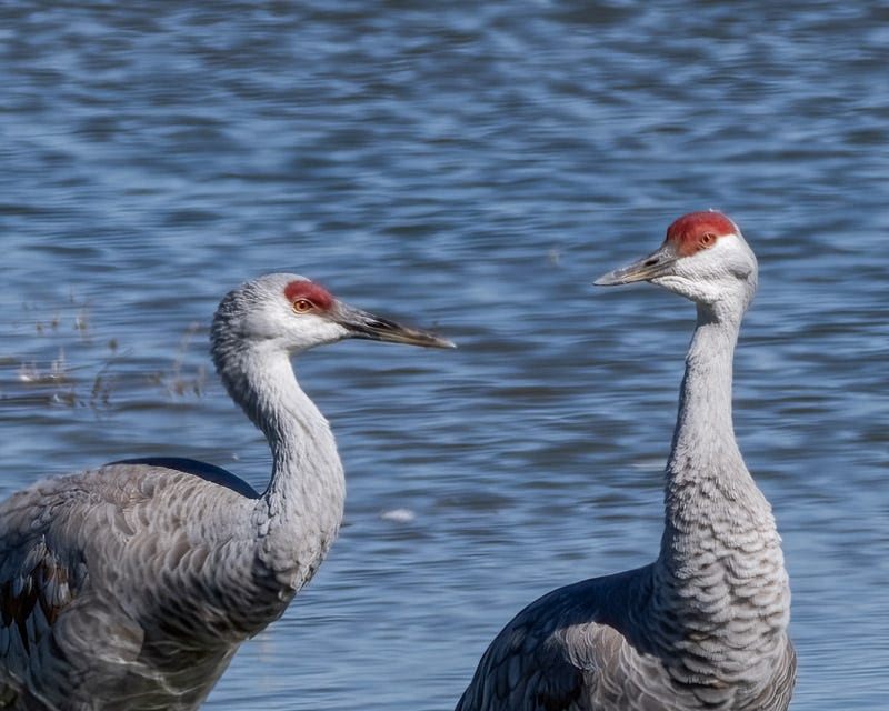 20250128-Willcox-1222-Edit.jpg 20250128-Willcox-1222-Edit.jpg