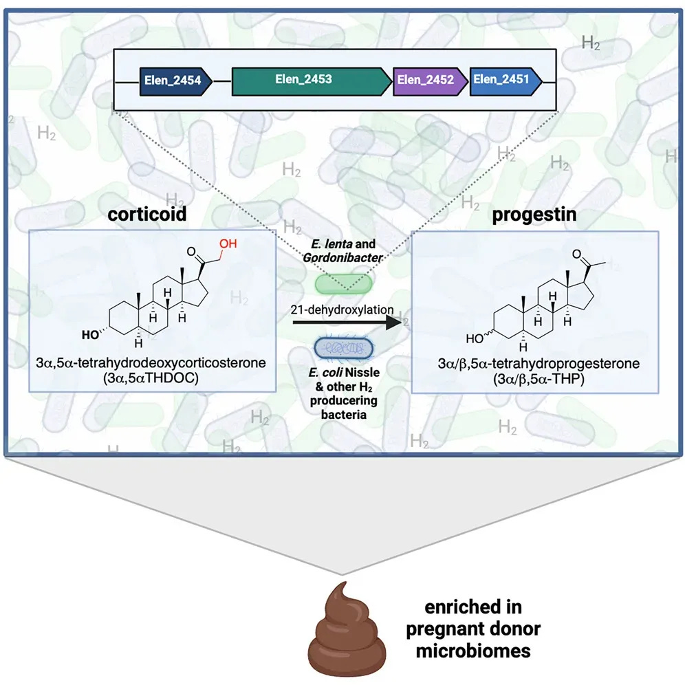 McCurry MD, et al., Gut bacteria convert glucocorticoids into progestins in the presence of hydrogen gas. Cell. 2024. progesterone for sleep