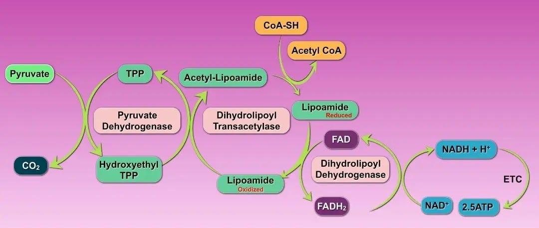 Biotechfront: Pyruvate Dehydrogenase (PDH) Complex : Machanism, Regulation and Inhibitors Biotechfront: Pyruvate Dehydrogenase (PDH) Complex : Machanism, Regulation and Inhibitors
