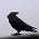 عبدالله فقيه's avatar