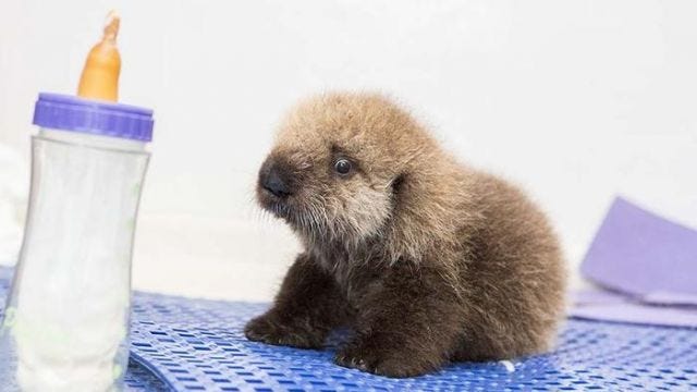 SO ADORABLE SO ADORABLE