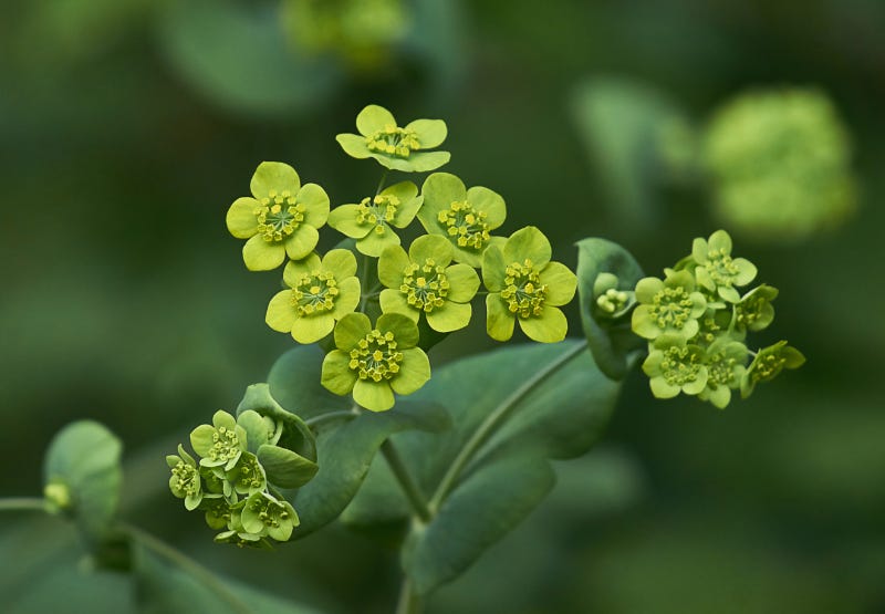 Bupleurum History Bupleurum History