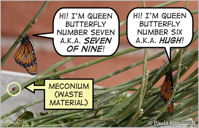 Newly eclosed Queen Butterflies Numbers Six and Seven: "Hugh" and "Seven of Nine"