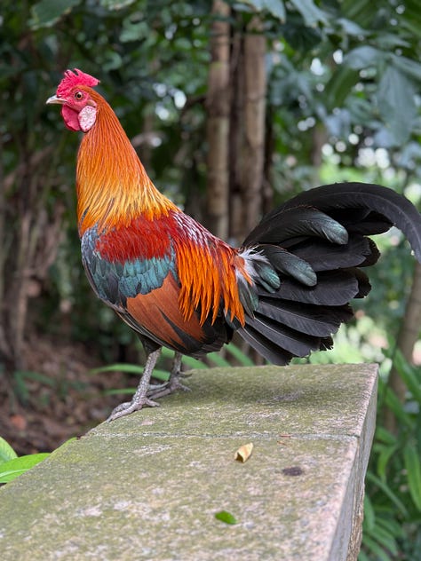 rooster, cement carvings, trees, walking paths through a park
