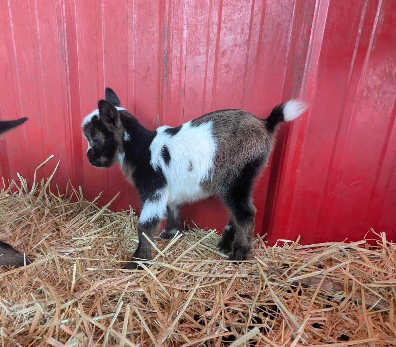 The first day of life for a little Doe named Breezy.