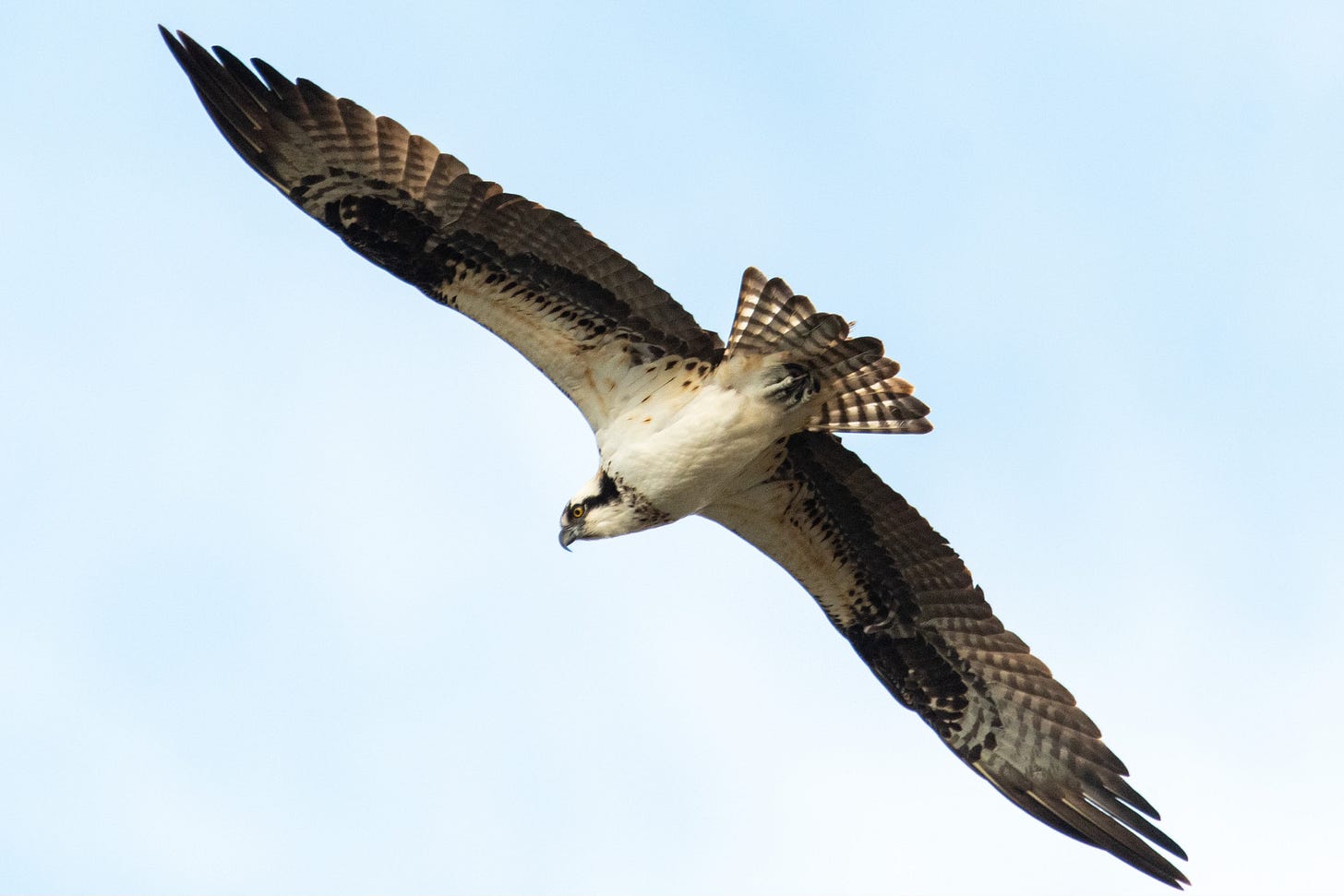 A white-breasted raptor, which looks a little like it&apos;s wearing sunglasses, cruises for prey, its broad wings outspread