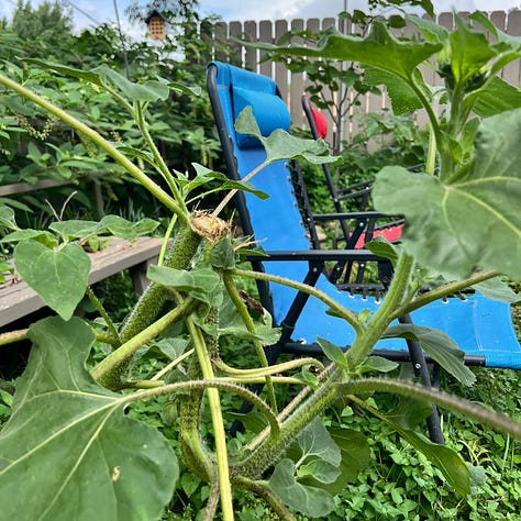 A series of images of a sunflower - currently without a bloom on it - with a broken stalk. the first image shows a close up of the break in the stalk. The second image shows a close up of where the stalk had started growing in a hook shape in order to keep growing after breaking, the third image shows the full plant, with the broken stalk, the hook in its stalk, and the top of the plant growing towards the sun