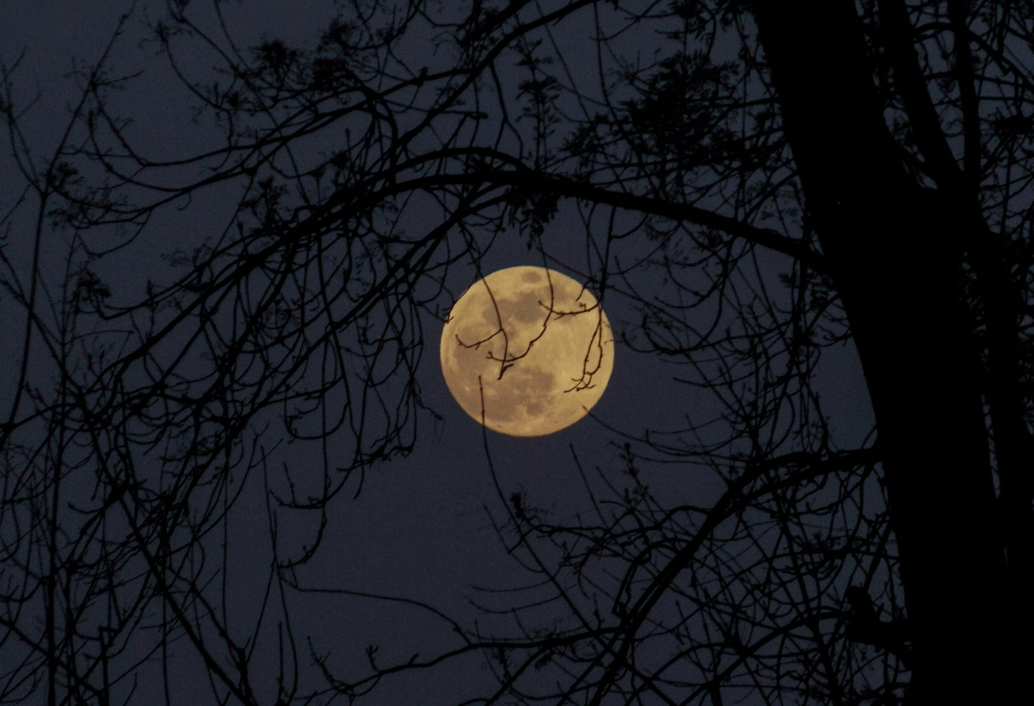 Full moon through branches of tree