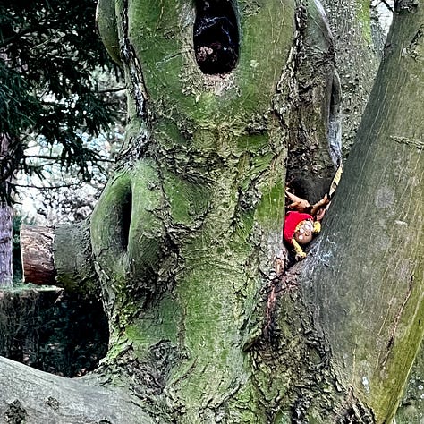 allee of tall trees bare in winter and with spring green leaves; a small wooden doll's head with red cap wedged in a fork of a tree