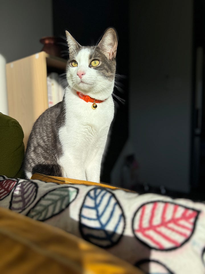 Images of two cats