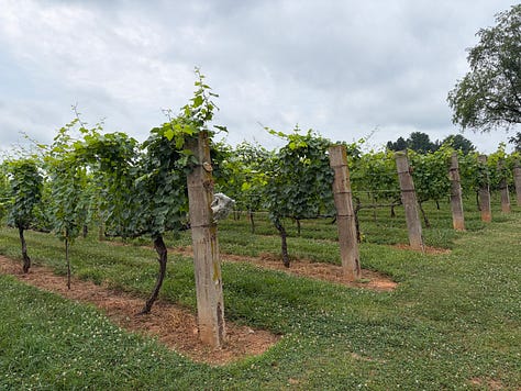 MWA recognition of its legacy families at Basignani Winery
