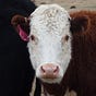 Cowgirlcontrarian's avatar