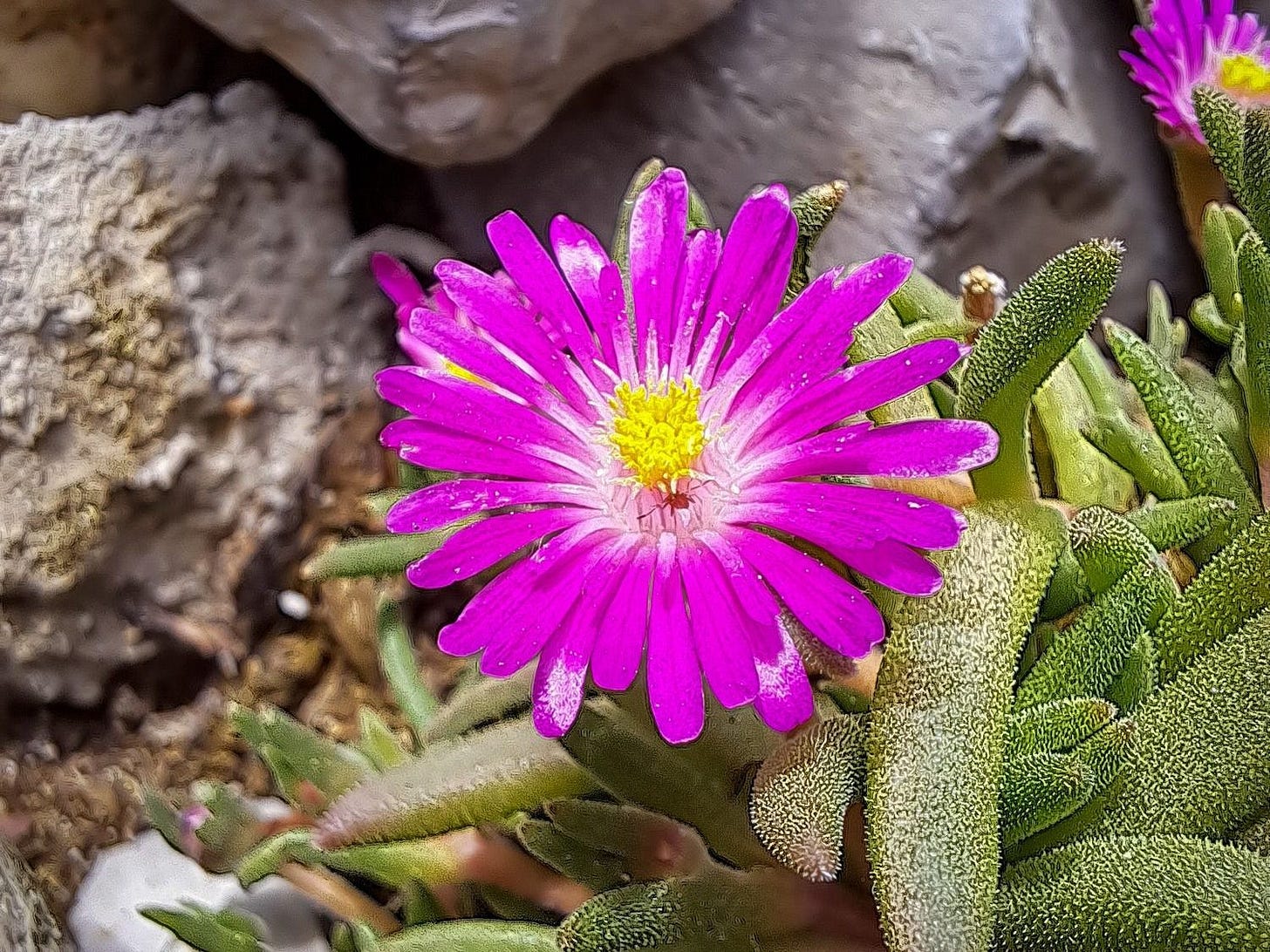 Rock plants.. Rock plants..