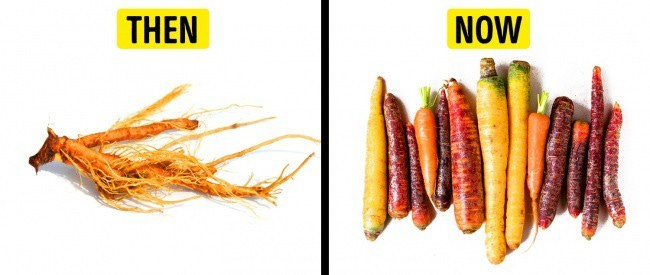 Every crop known to human has been genetically modified.