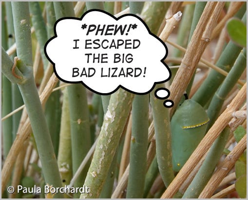 Queen Butterfly pupa expressing relief for escaping the Big Bad Lizard (Pupa with thought bubble: "Phew! I escaped the Big Bad Lizard!")