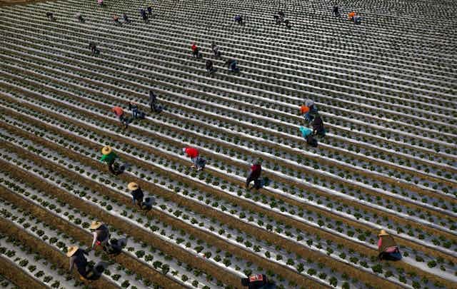 People wearing hats are seen from above standing over long rows of plants in a big field. People wearing hats are seen from above standing over long rows of plants in a big field.