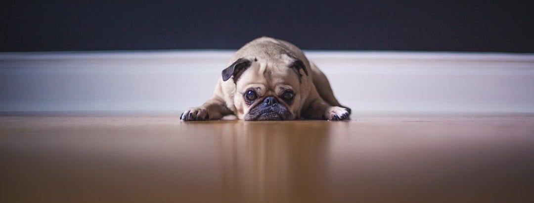 fawn pug lying on floor