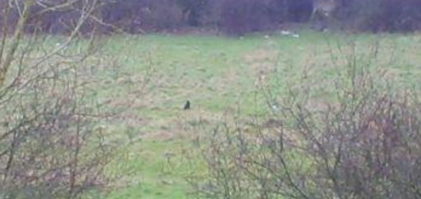 photo of Hilperton cat photo of Hilperton cat