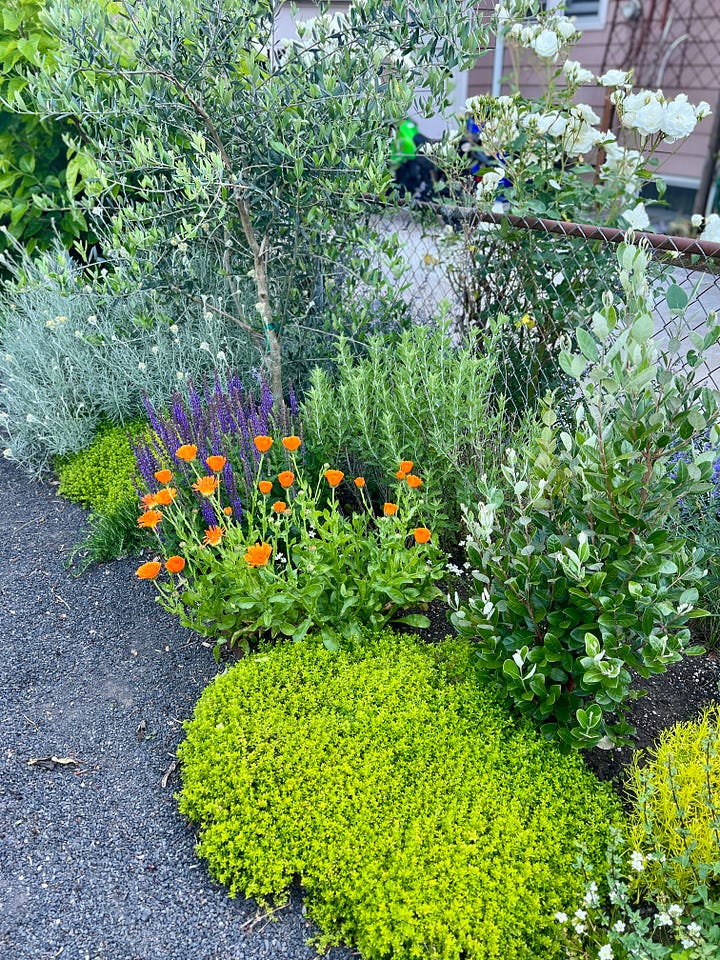 Photos of calendula in an Portland, Oregon edible landscape
