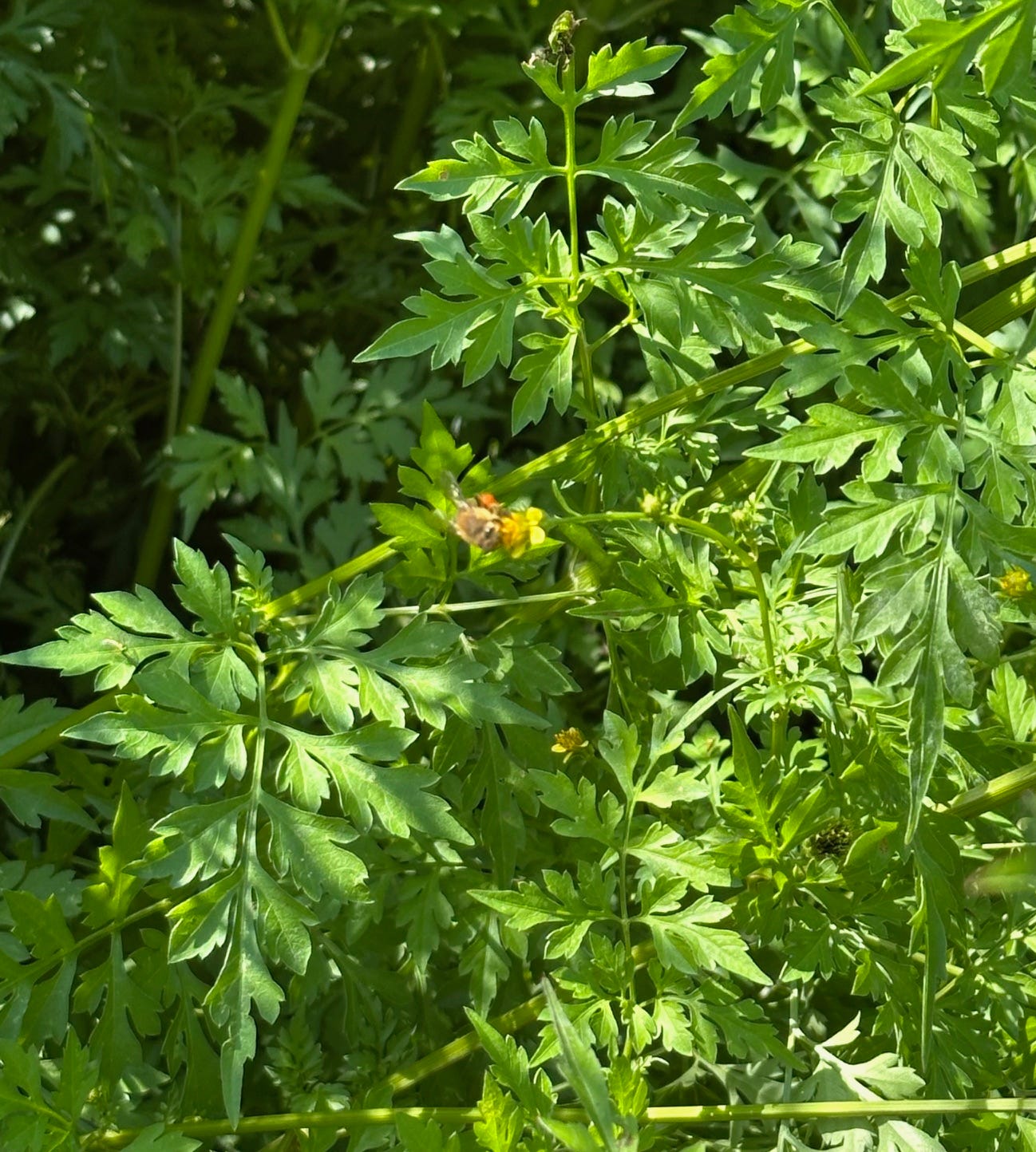 bipinnate leaves of  Bidens bipinnata