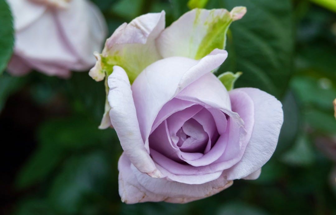 a rose bloom, light bluish-purple petals still wrapped relatively tightly