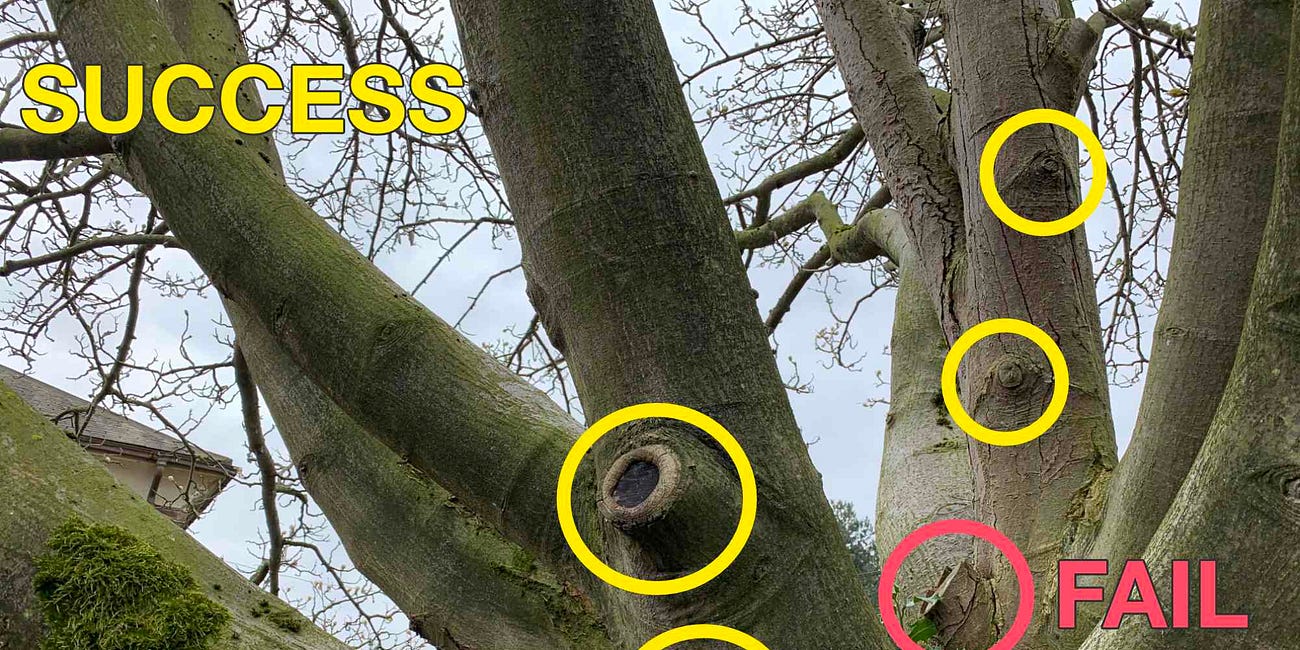 Correctly pruning a tree.