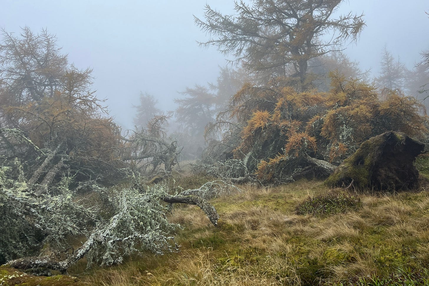 Wide view of a misty, grassy hillside scattered with fallen and standing Larch trees, their branches covered in pale lichen and golden needles