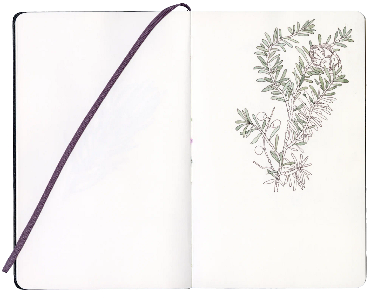 An open sketchbook with a sketch of a juniper branch.