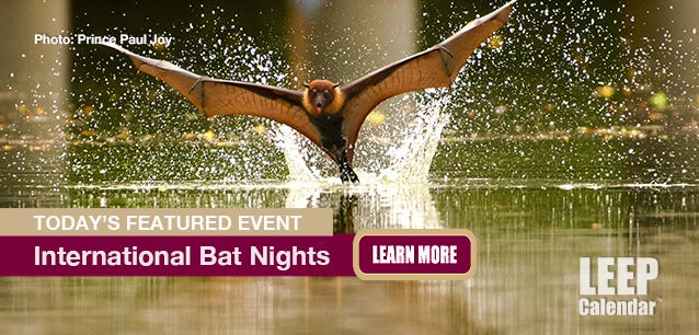 A bat flying above water.