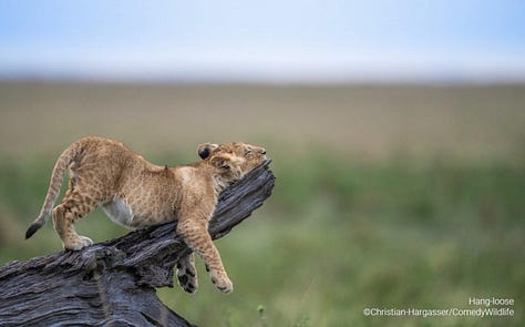 Comedy Wildlife Photography Awards 2023