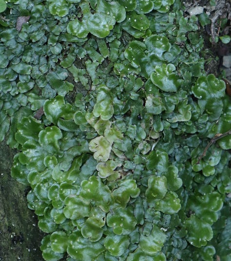Three images showing mosses, liverworts and lichens growing together in many shades of green.