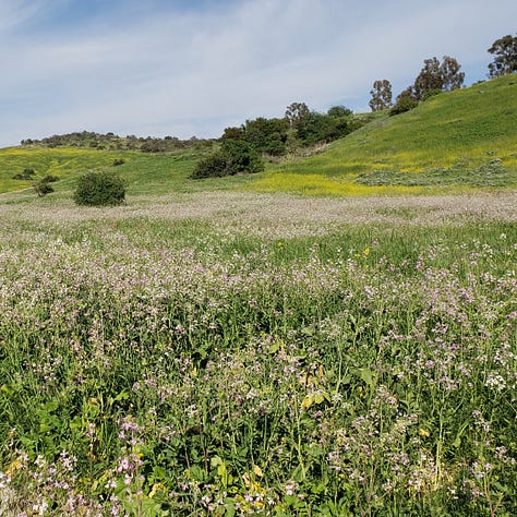 Photos of wildflowers.