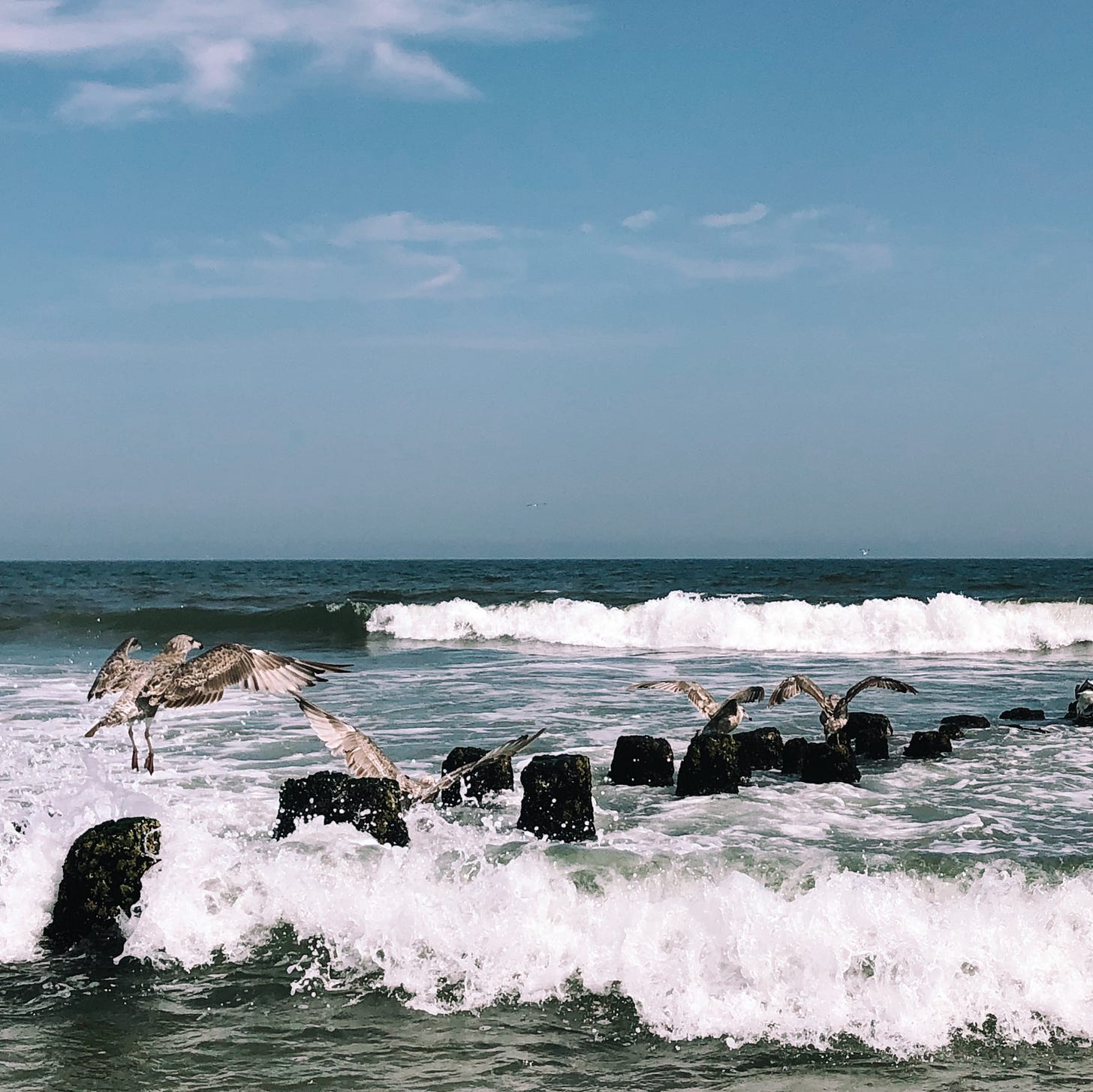 Gulls on submerged wood at Rockaway Beach, New York