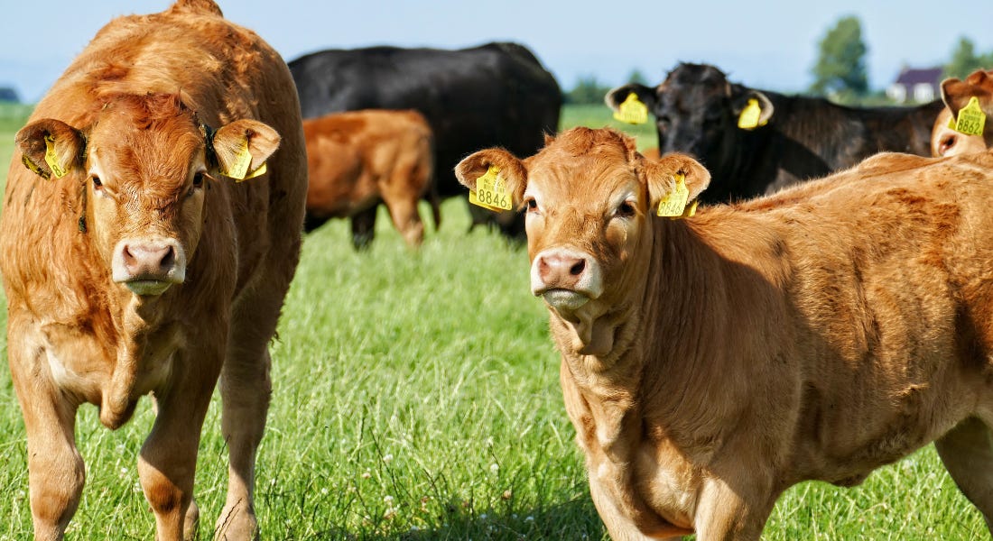 Two brown cows with yellow tags in their ears standing on green grass with cows in the background