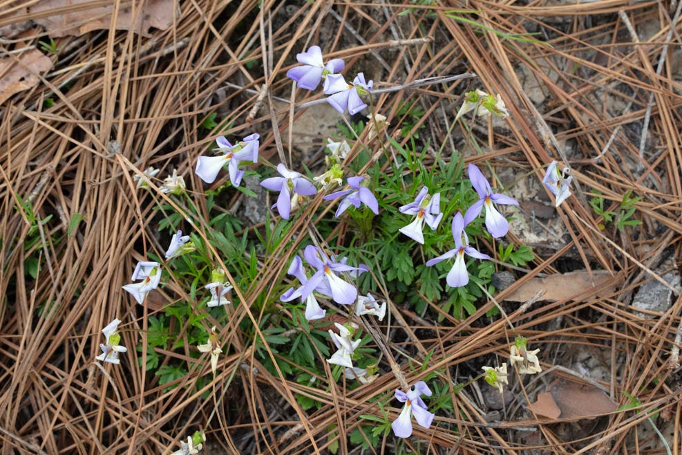 Bird's foot violet, with many purple flowers and finely dissected leaves, in some pine needles on the ground.