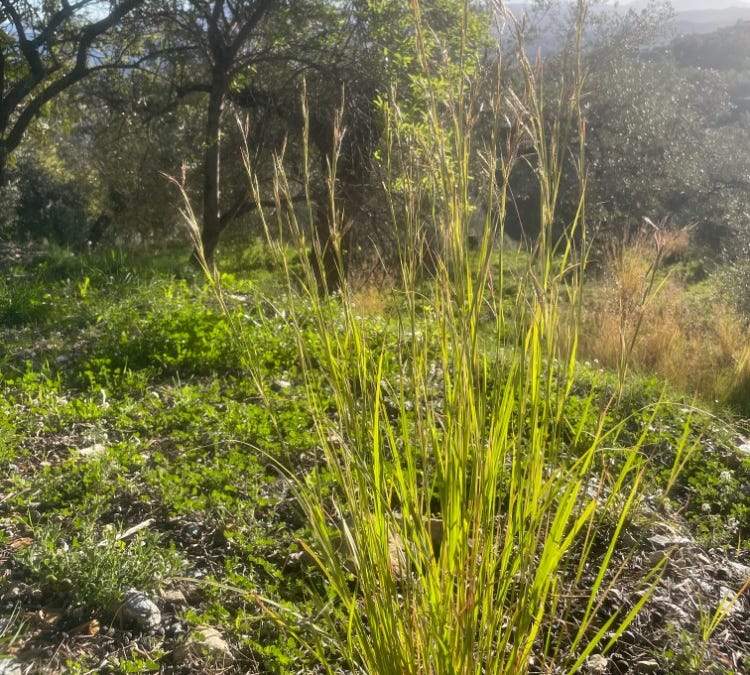 The Wheatly Bulletin – April 2026