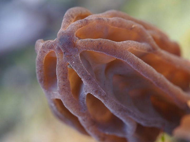 Morchella tasmanica