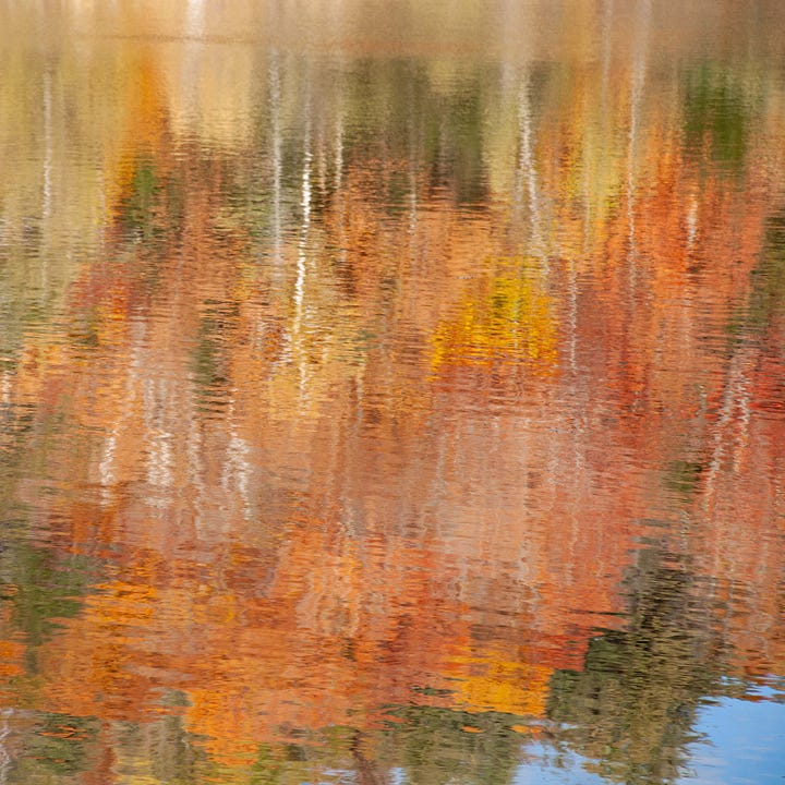 Diptych: Shimmering oranges - trees reflected in water; Right: Orange and yellow maple leaves in a pile.